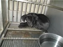 混種犬