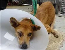 混種犬