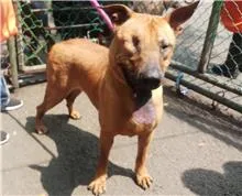 混種犬