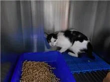 混種貓