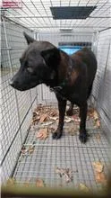 混種犬