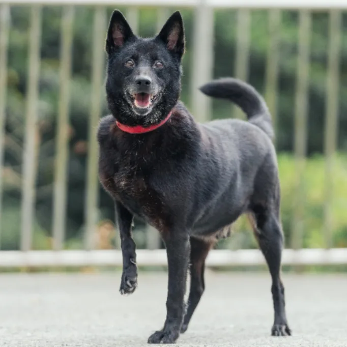 混種犬