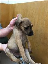 混種犬