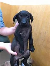 混種犬