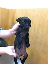 混種犬