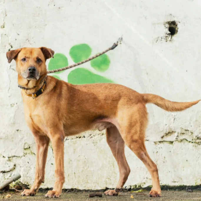 混種犬