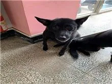 混種犬