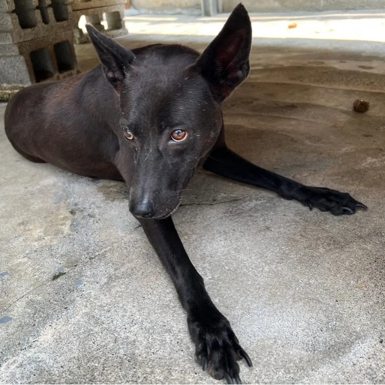 混種犬