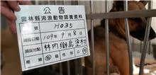 混種犬