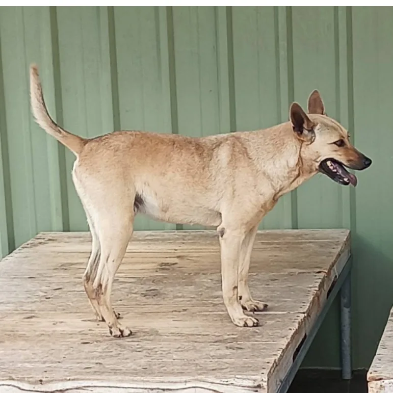 混種犬