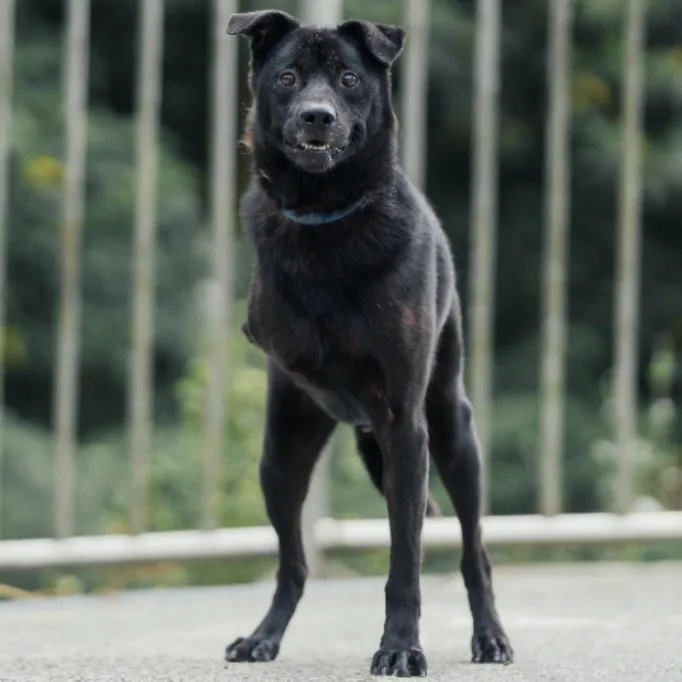 混種犬