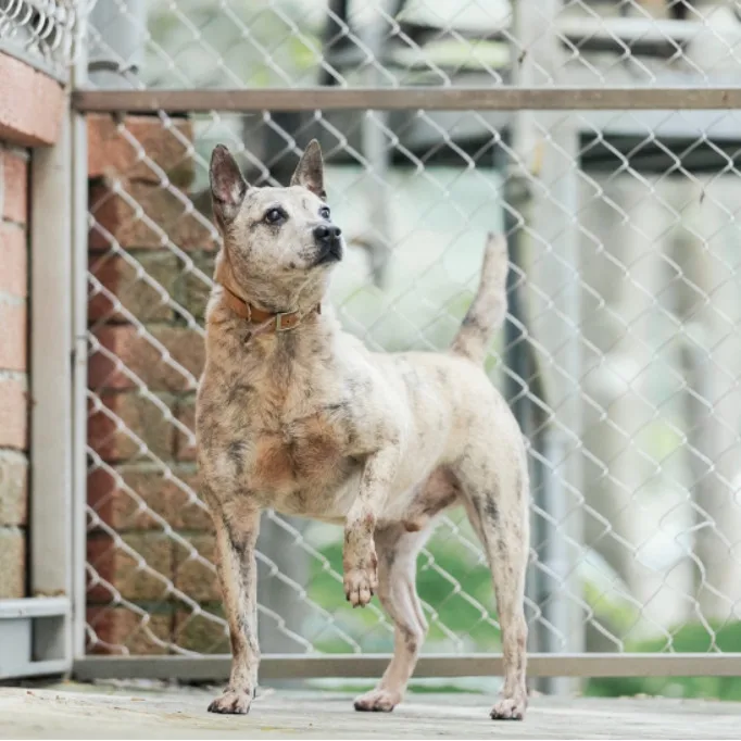 混種犬
