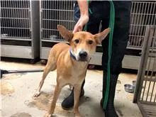 混種犬