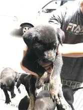 混種犬
