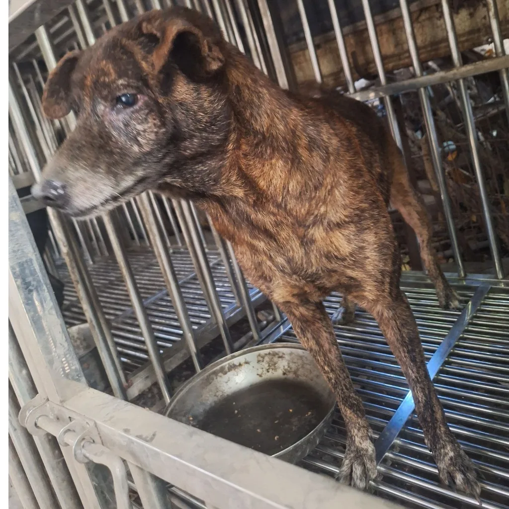 混種犬