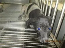 混種犬