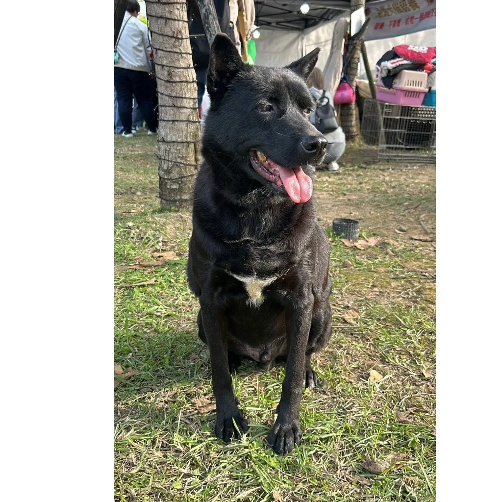 混種犬