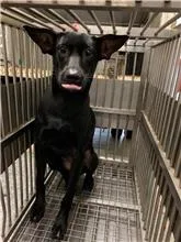 混種犬