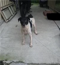 混種犬