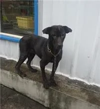 混種犬