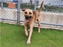 混種犬