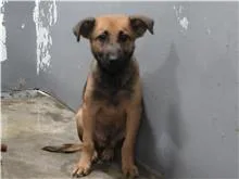 混種犬
