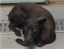 混種犬