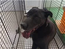 混種犬