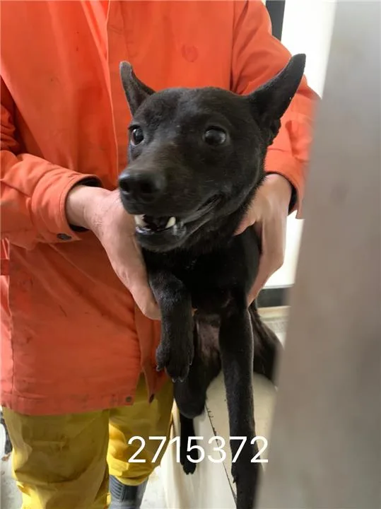 混種犬