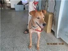 混種犬