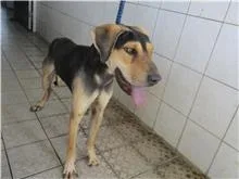 混種犬