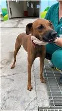 混種犬