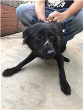 混種犬