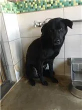 混種犬
