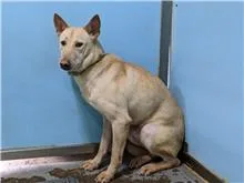 混種犬