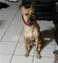 混種犬