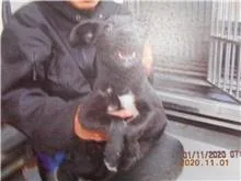 混種犬