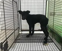 混種犬