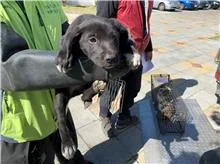 混種犬