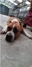 比特犬
