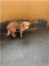 混種犬