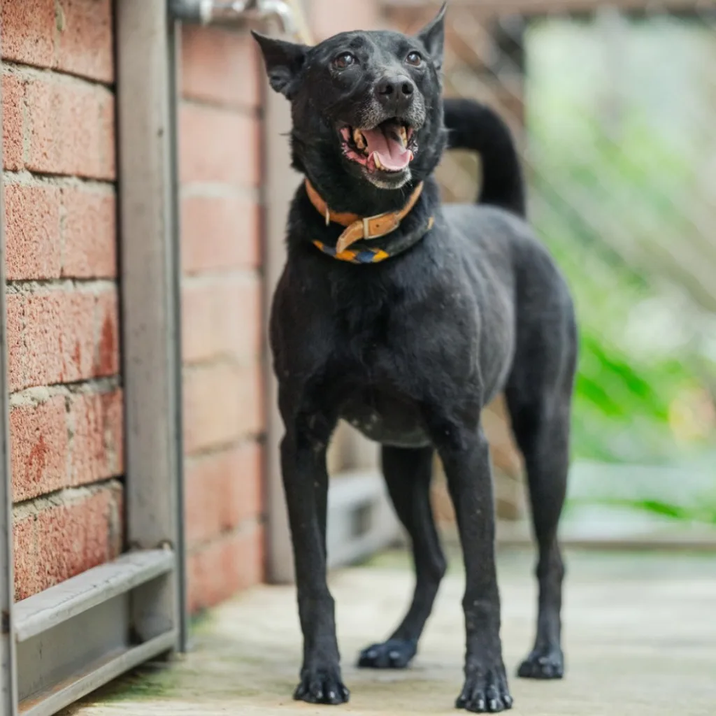 混種犬