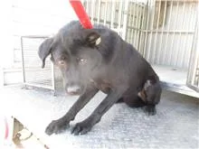 混種犬