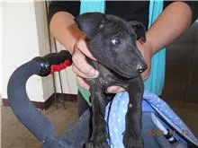 混種犬