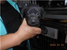 混種犬