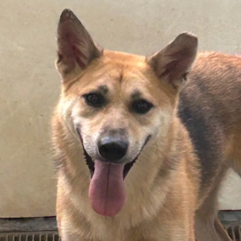 混種犬
