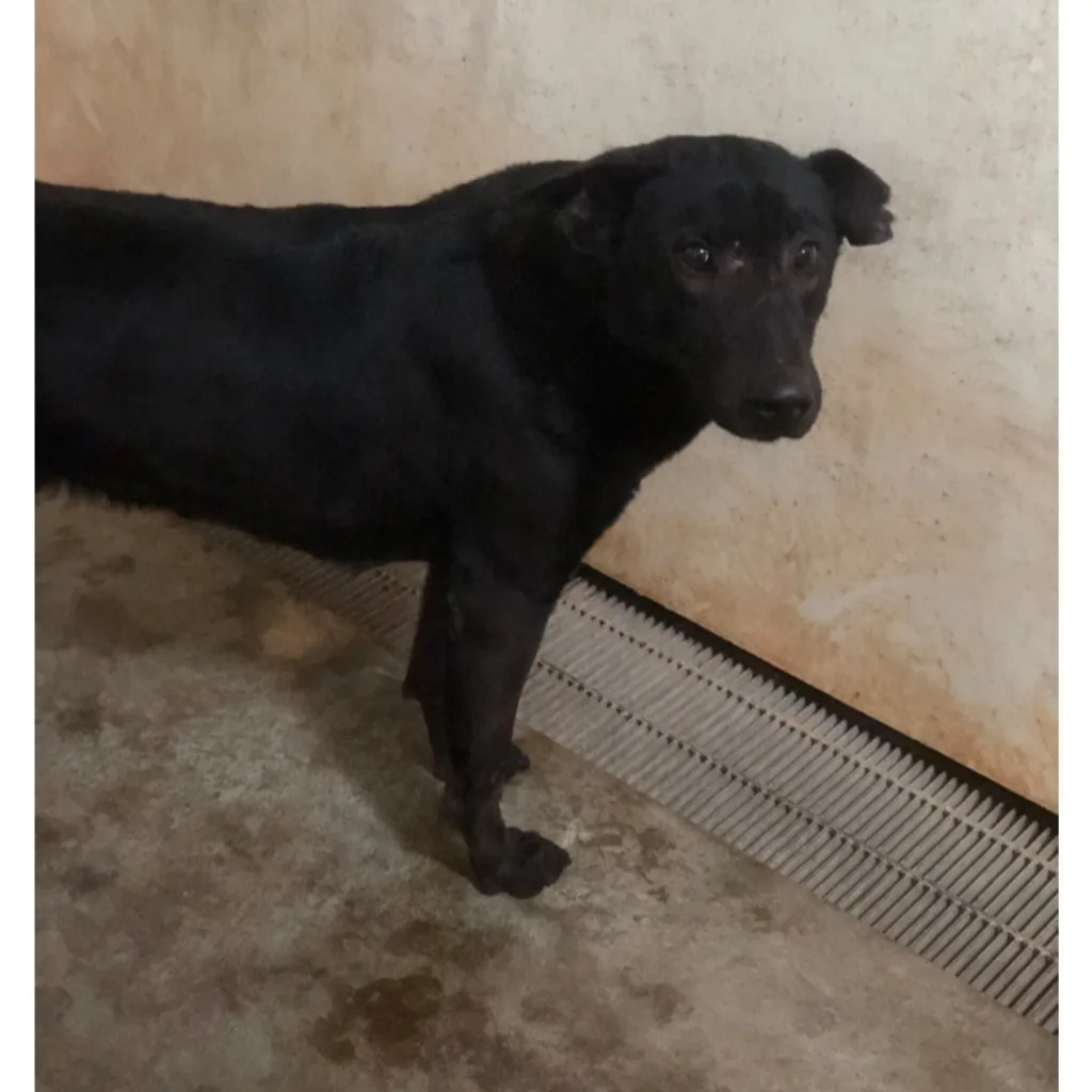 混種犬