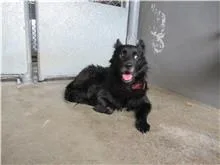 混種犬