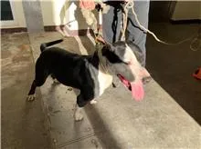 混種犬
