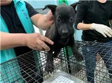 混種犬